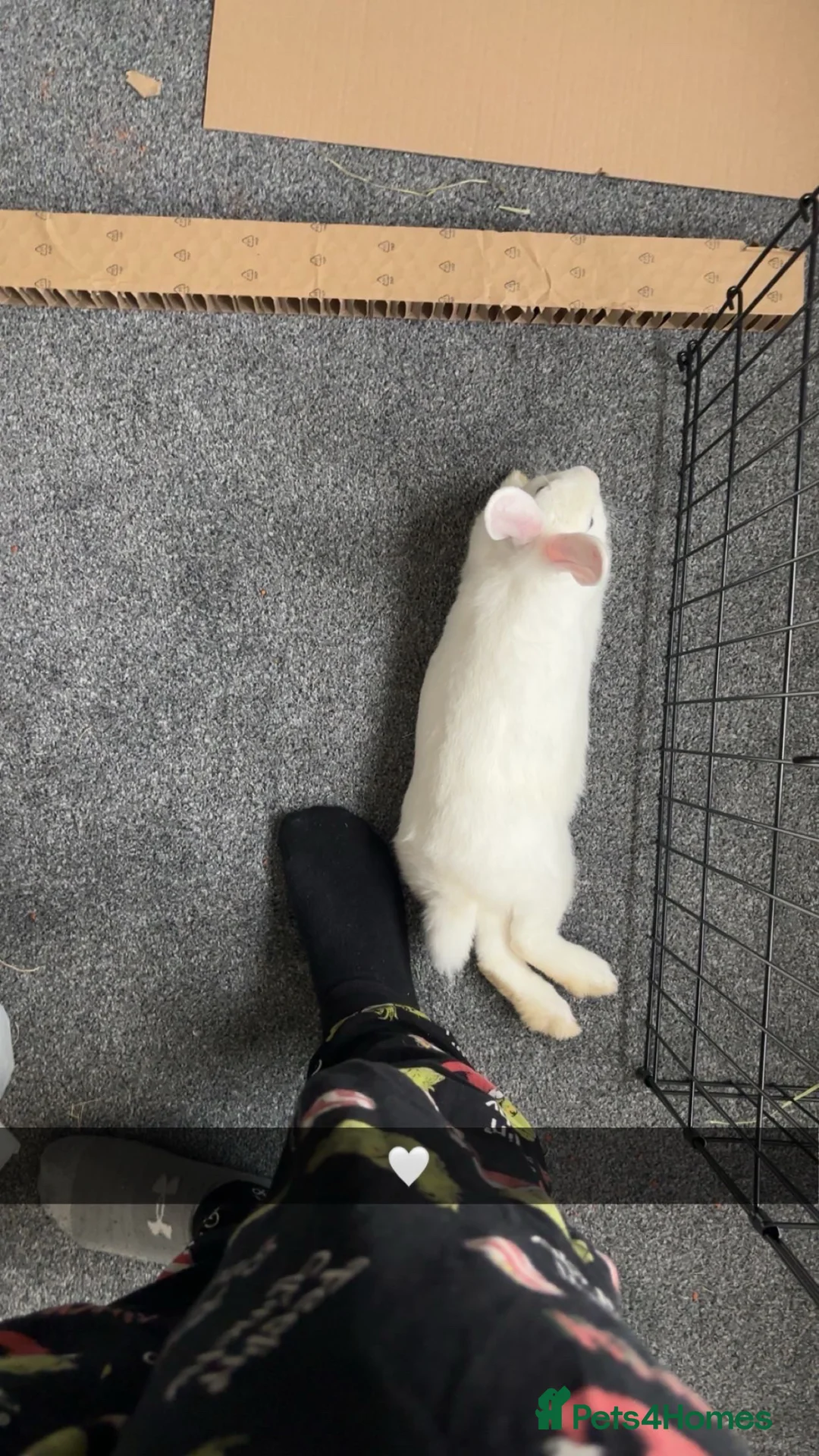 New Zealand rabbits for sale: thumper in Salford - Advert 2