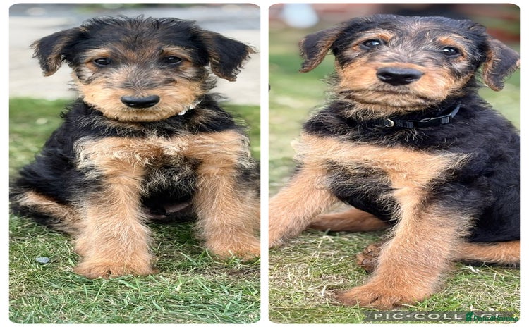 Airedale Terrier dogs in Houghton le Spring - Advert 1