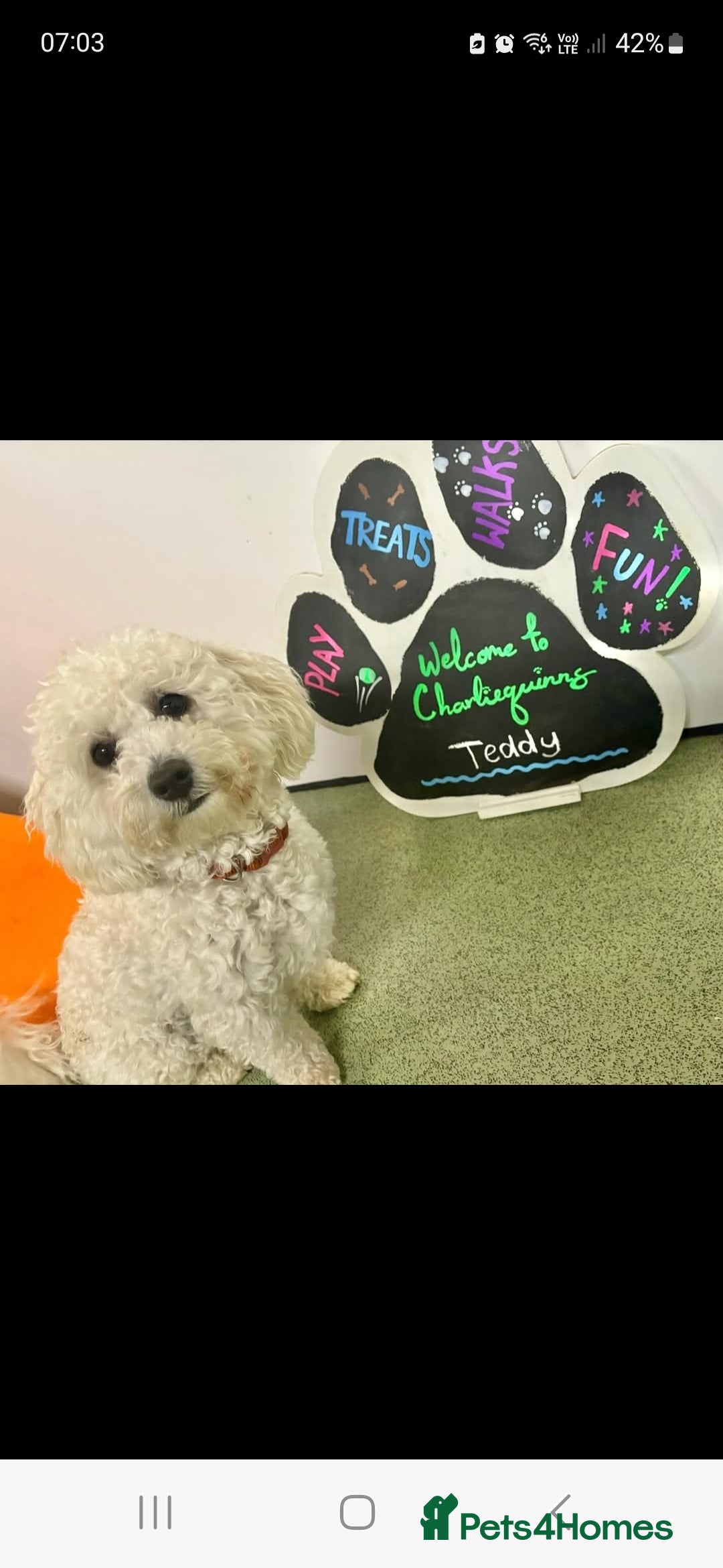 Maltipoo dogs for sale: Beautiful 1 yr old male - Image 5