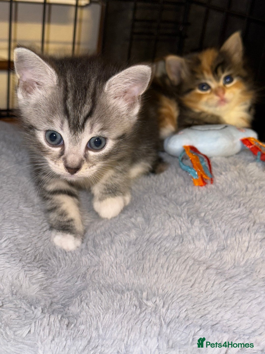 Mixed Breed cats for sale: 3 beautiful kittens available  - Advert 14