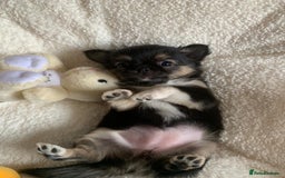 Chihuahua dogs for sale: Adorable semi long coat chihuahua puppies - Image 9