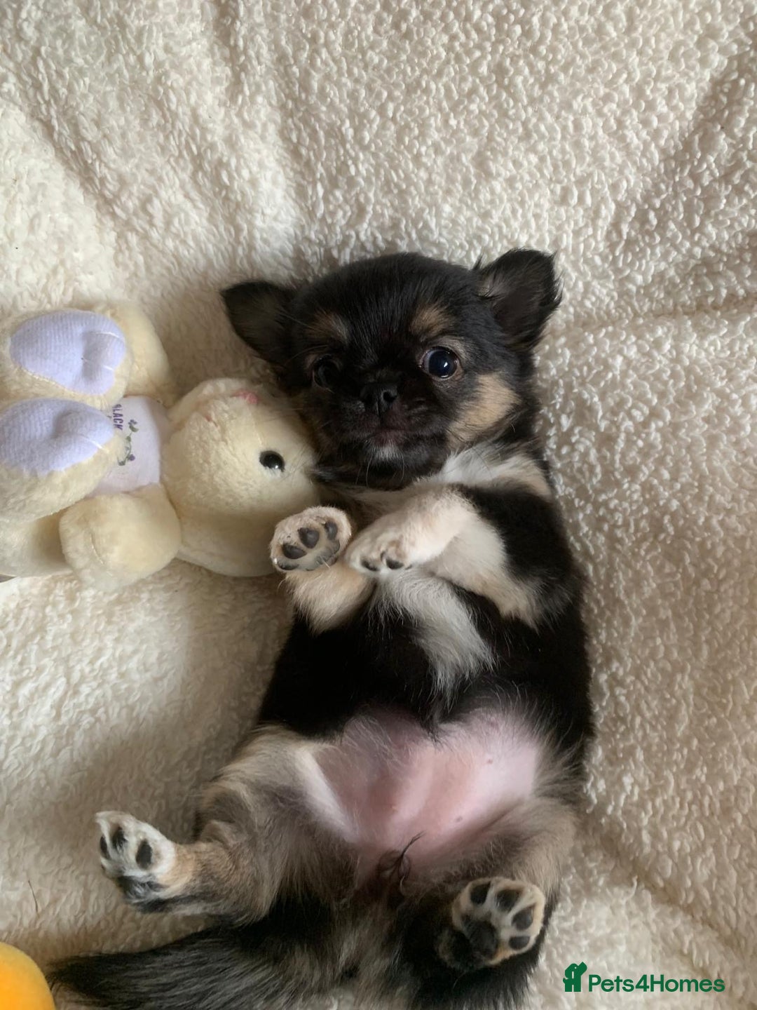 Chihuahua dogs for sale: Adorable semi long coat chihuahua puppies - Image 9