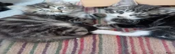 Mixed Breed cats for sale: Kittens for sale - Advert 20