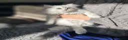 Persian cats for sale: 1 Pure Persian Chinchilla Male Kitten - Advert 10