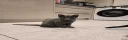 Siberian cats for sale: Solid grey/blue female kitten. Full vet care Tia in Alfreton - Advert 4