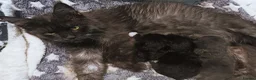Maine Coon cats for sale: TICA registered DNA health tested maine coon boys - Advert 14