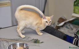 Burmese cats for sale: Cream female Burmese  - Image 2