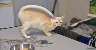 Burmese cats - Advert 13