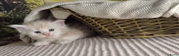 Maine Coon cats for sale: Maine Coon - Advert 10