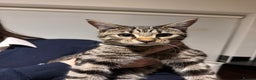 Bengal cats for sale: Meko  - Advert 1