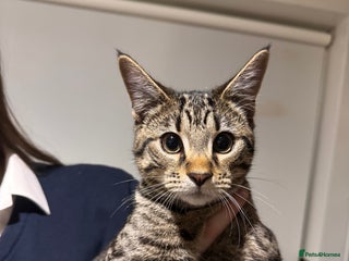 Bengal cats Meko - Advert 1