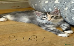 Maine Coon cats for sale: Maine Coon pedigree  - Image 1