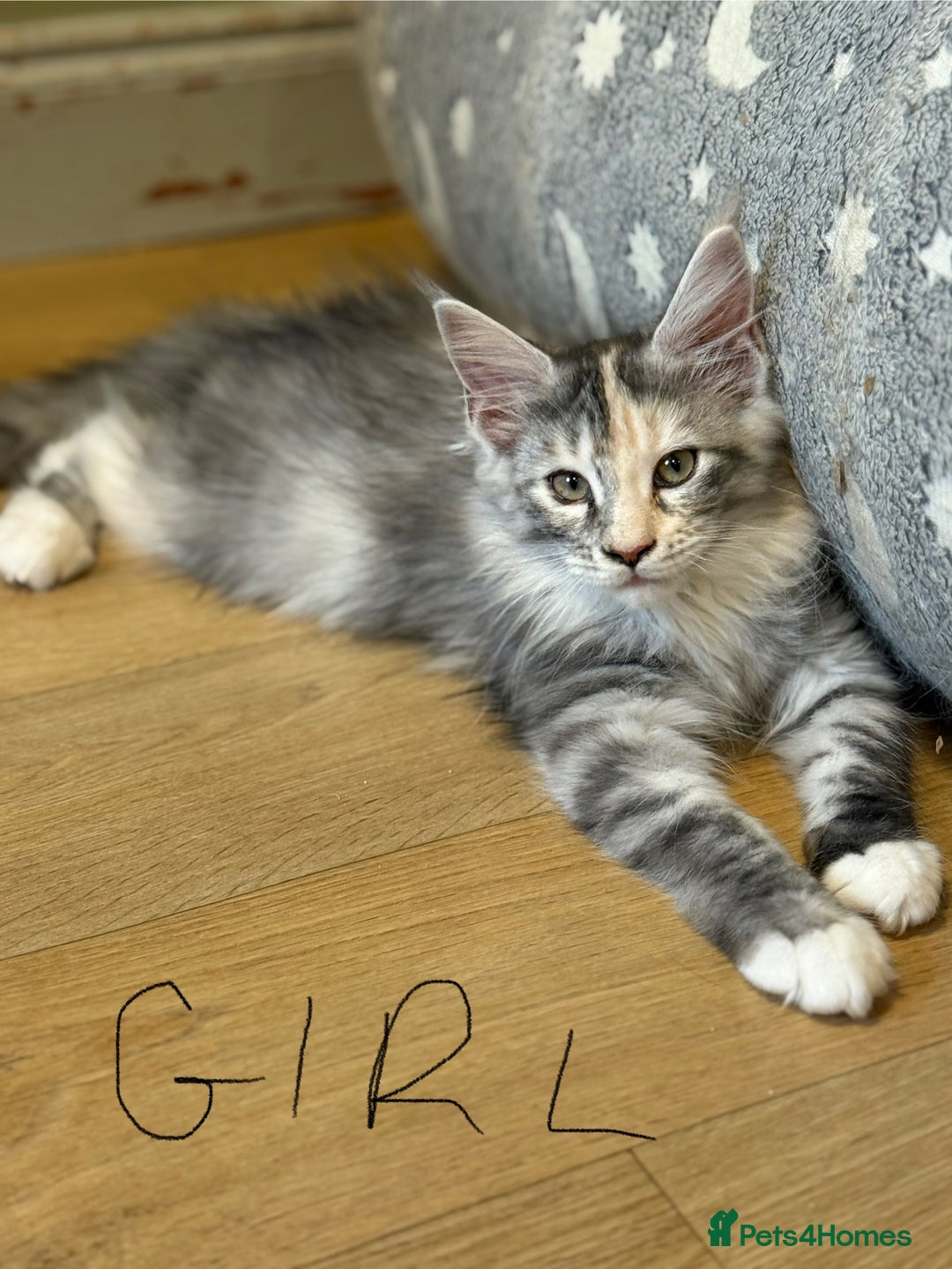 Maine Coon cats for sale: Maine Coon pedigree  - Image 1