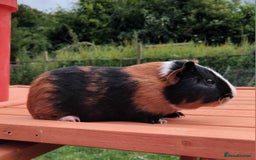 Guinea Pig rodents for sale: Chocolate Dalmation, Swiss, Tort, Baby Boars.. - Image 10