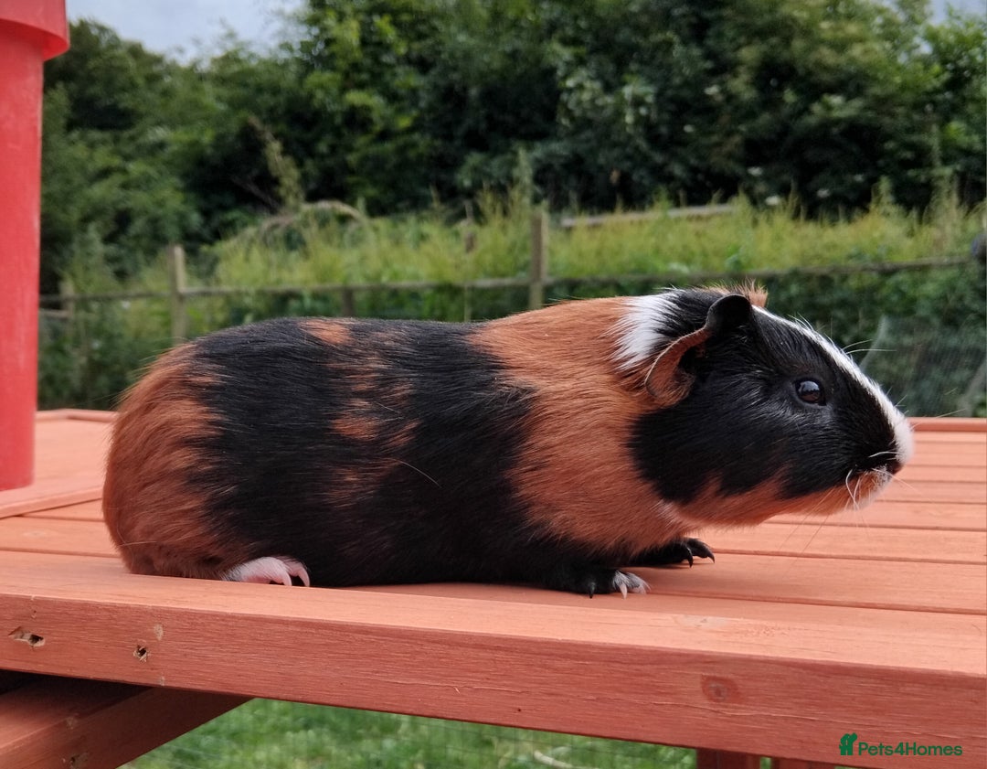 Guinea Pig rodents for sale: Chocolate Dalmation, Swiss, Tort, Baby Boars.. - Image 10