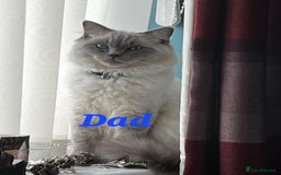 Ragdoll cats for sale: Pure Ragdoll Kittens (Mitted) - Image 22