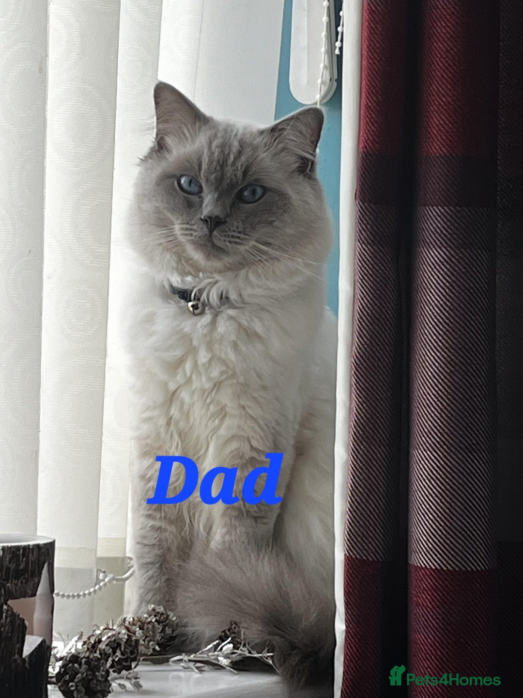 Ragdoll cats for sale: Pure Ragdoll Kittens (Mitted) - Image 22