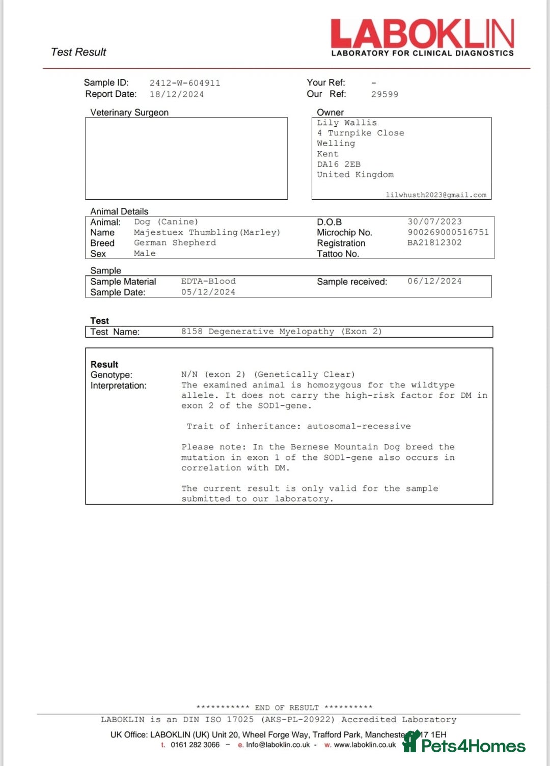 German Shepherd dogs for sale: KC GSD long coat.  Fantastic bloodlines.  - Advert 27