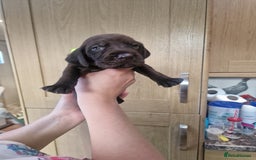 Mixed Breed dogs for sale: Hungarian Visla x German Pointer Pups - Image 4