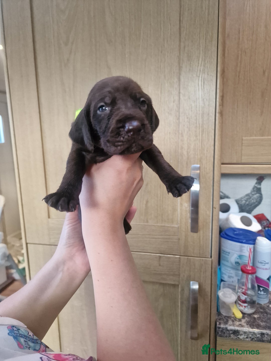 Mixed Breed dogs for sale: Hungarian Visla x German Pointer Pups - Image 4