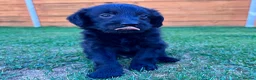 Labradoodle dogs for sale: Labradoodle Babies 🐾🐾🐾 - Advert 8