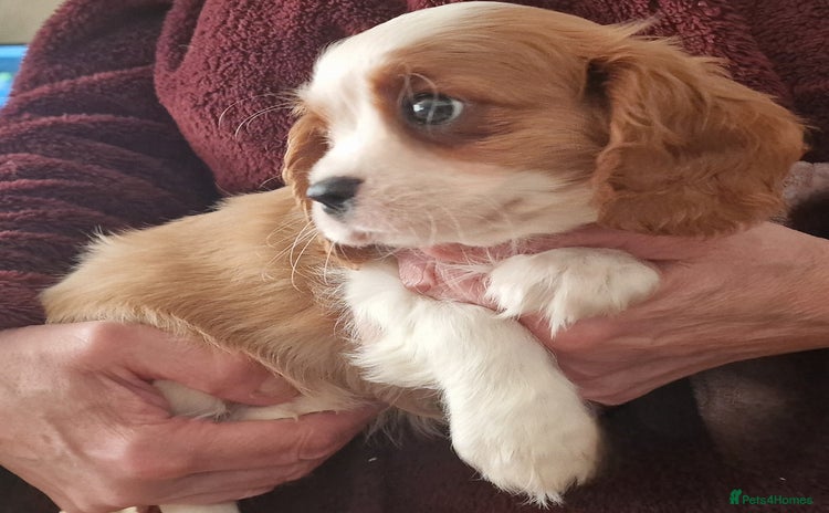 Cavalier King Charles Spaniel dogs - Advert 7