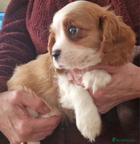 Cavalier King Charles Spaniel dogs - Advert 1
