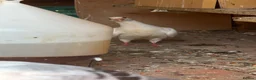 Pigeons birds for sale: Different pigeons for sale  - Advert 4