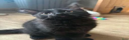 Maine Coon cats for sale: LAST 2 MALE MAINE COON KITTENS  - Advert 2