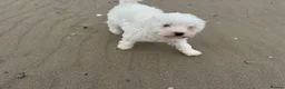 Bichon Frise dogs for sale: 🐶🤍 1 PUPPY LEFT!🐶🤍💙 - Advert 10