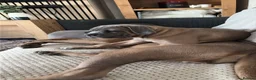Cane Corso dogs for sale: Cane corso pups  - Advert 3
