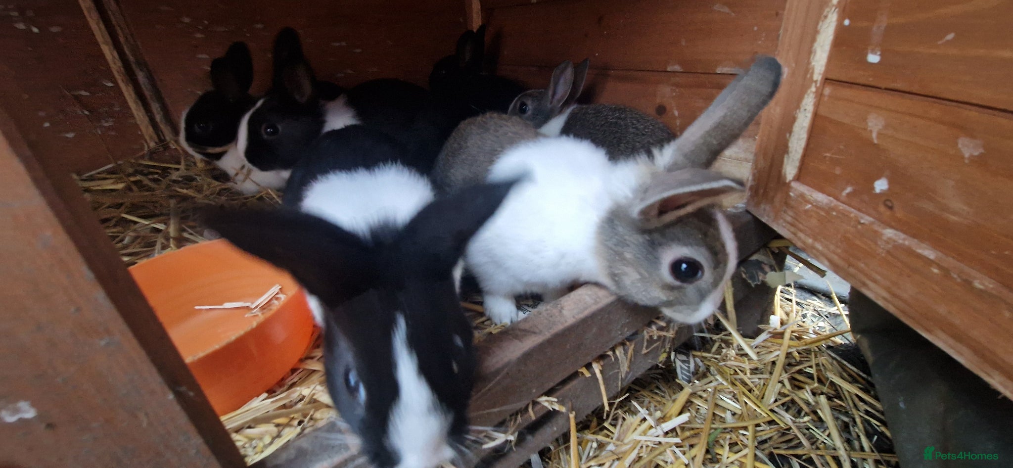 Dutch rabbits Diddy little Dutch buns- super friendly - M and F - Advert 1