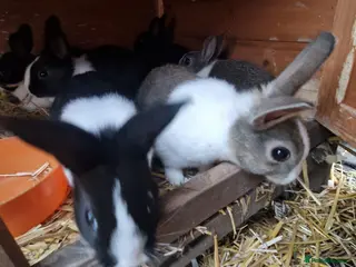 Dutch rabbits Diddy little Dutch buns- super friendly - M and F - Advert 1