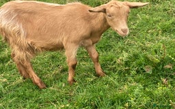 Goats livestock for sale: 4x Golden Guernsey wether Goats for sale - Image 4