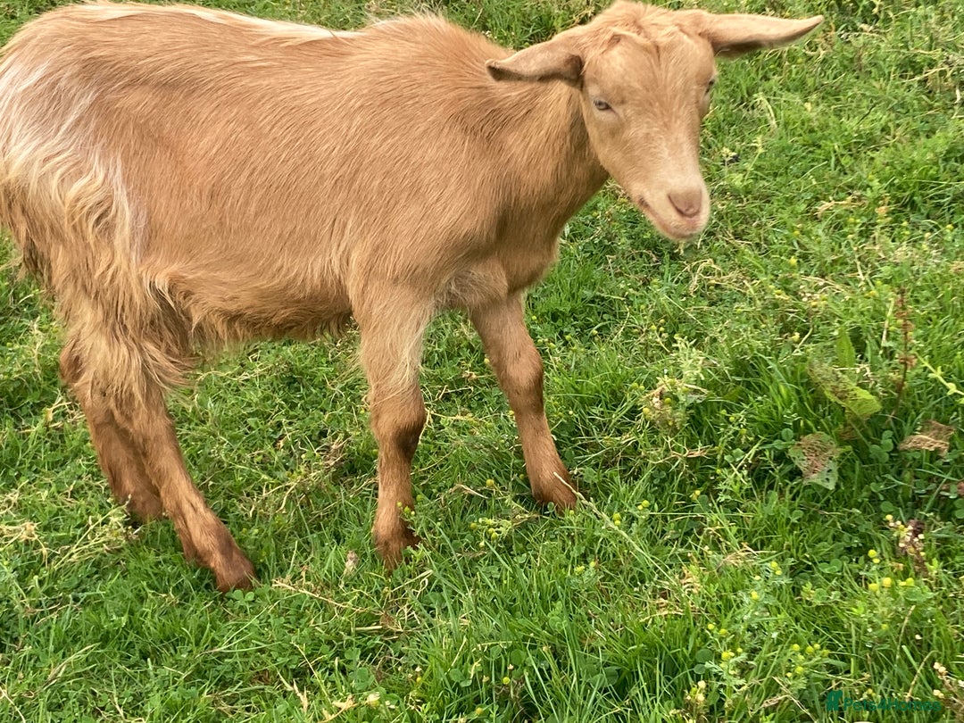 Goats livestock for sale: 4x Golden Guernsey wether Goats for sale - Image 4