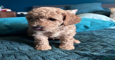 Cockapoo dogs - Advert 9