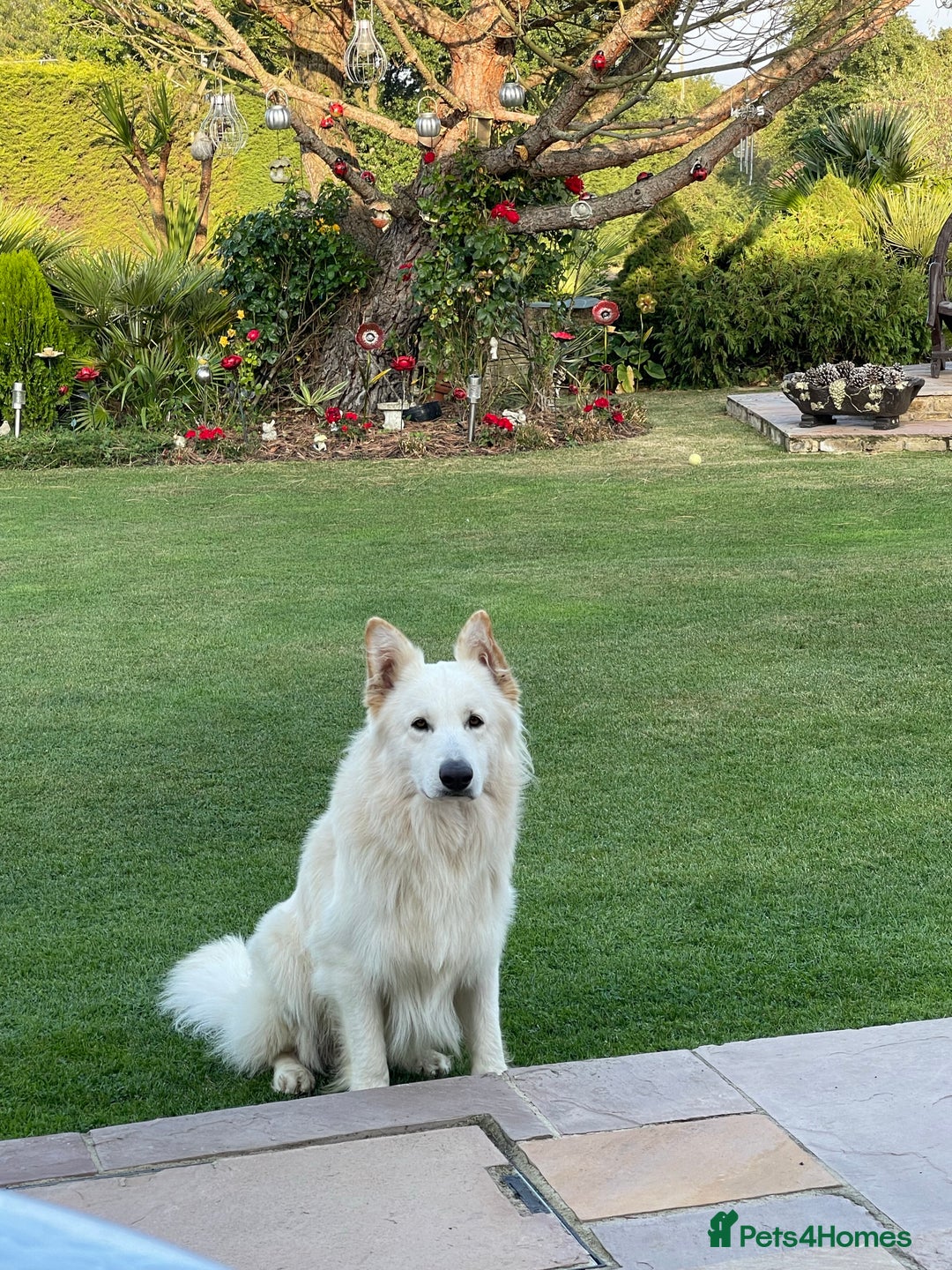 German Shepherd dogs for stud: white German shepherd stud  in Wickford - Advert 4