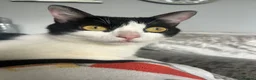 Mixed Breed cats for sale: Loving cat in Willenhall - Advert 5