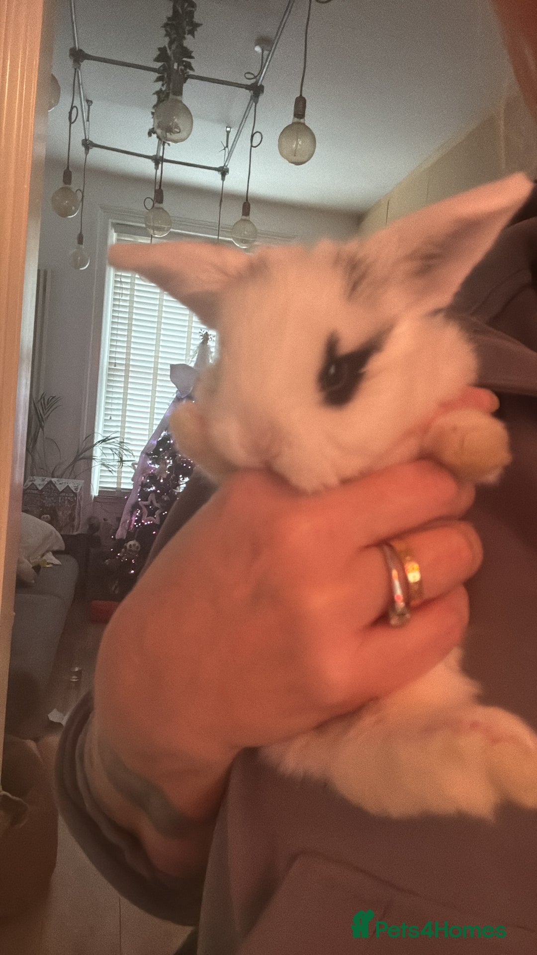 Mini Lop rabbits for sale: Mini lops. White with blue eyes or mixed colours.  - Advert 18