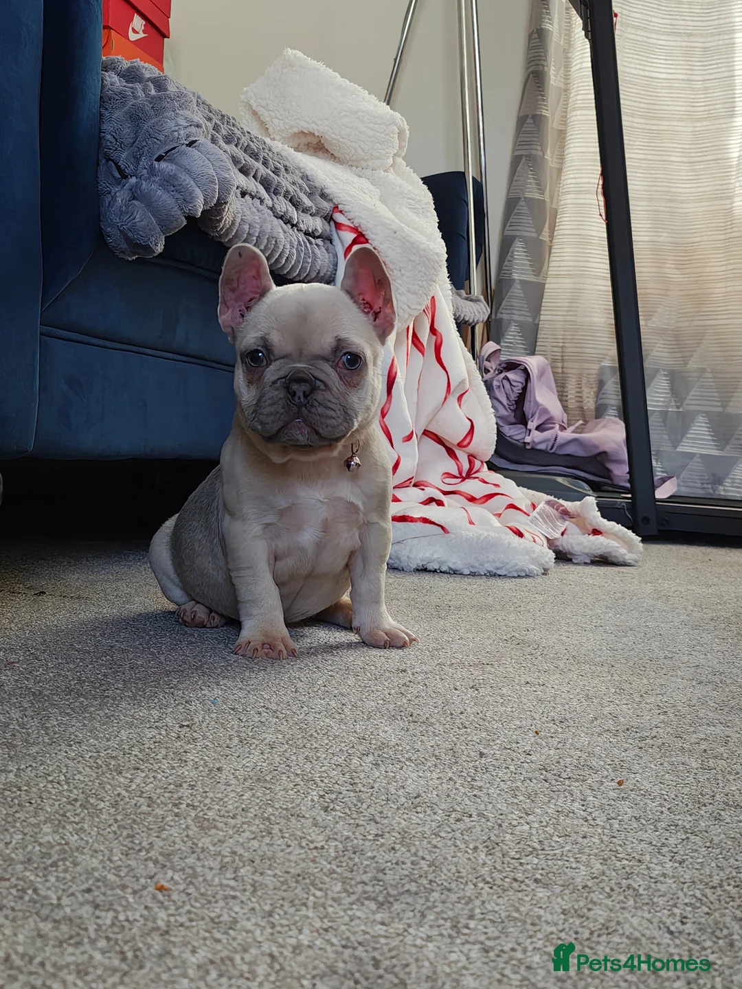 French Bulldog dogs for sale: Beautiful French bulldog  in Kettering - Advert 9
