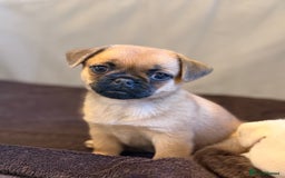 Pug dogs for sale: Adorable Pug x Pomeranian Puppies, Ready Today. - Image 5