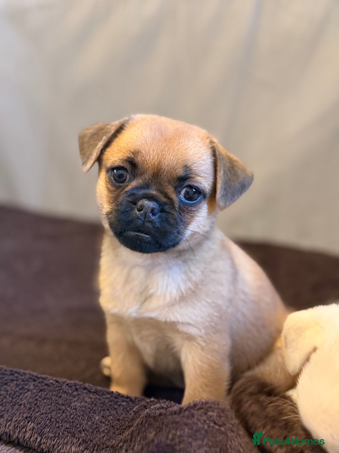 Pug dogs for sale: Adorable Pug x Pomeranian Puppies, Ready Today. - Image 5