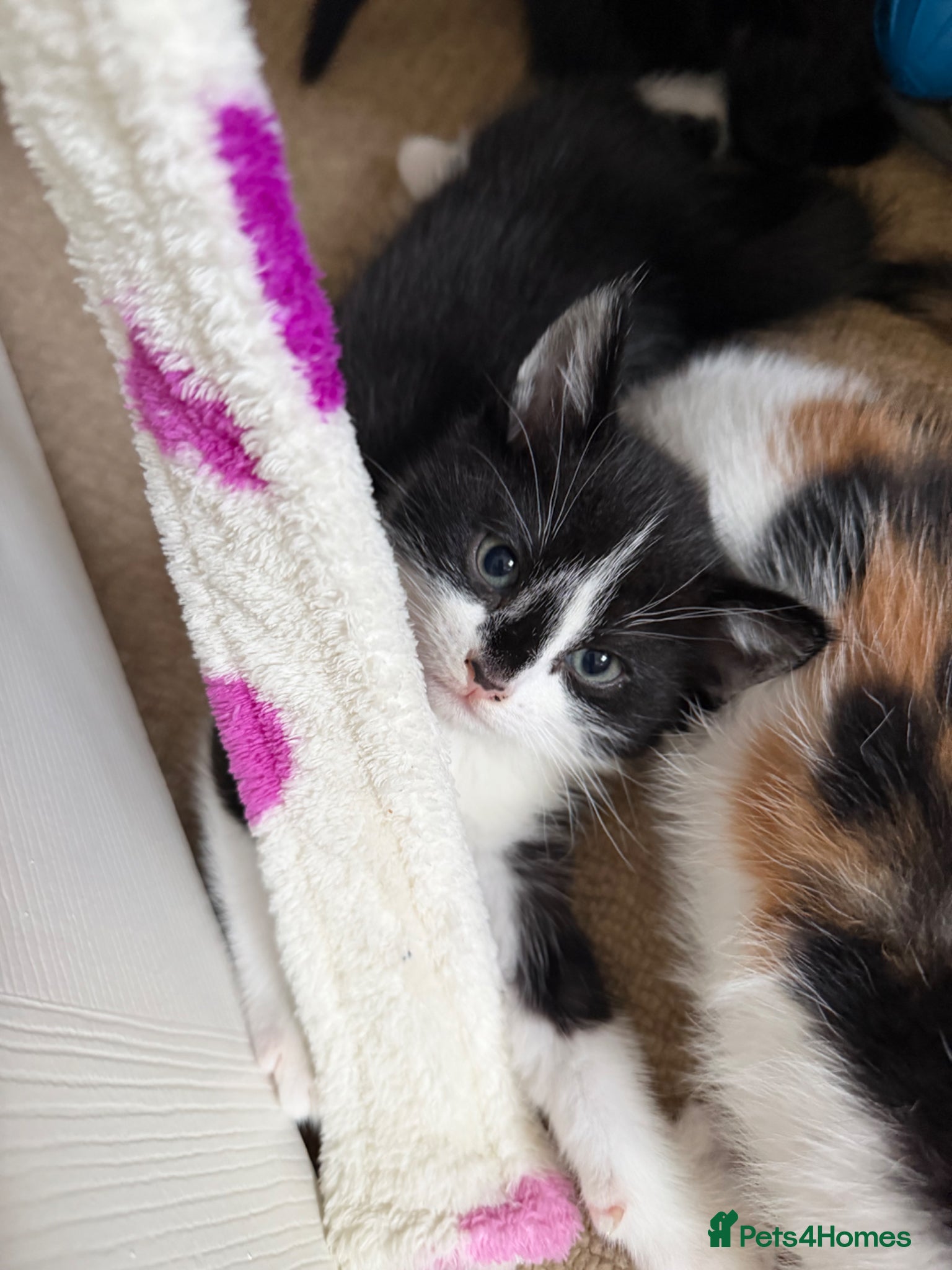 Mixed Breed cats Looking for forever home - Advert 15