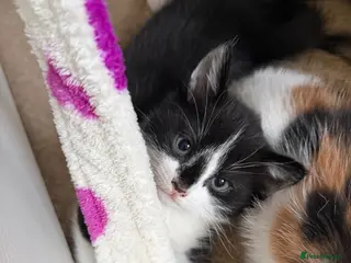 Mixed Breed cats Looking for forever home - Advert 15
