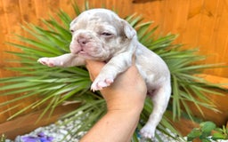 French Bulldog dogs for sale: Kc registered new shade french bulldogs - Image 6
