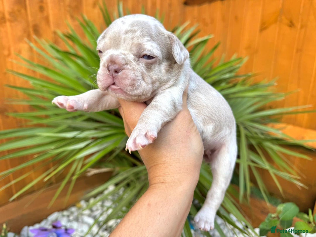 French Bulldog dogs for sale: Kc registered new shade french bulldogs - Image 6