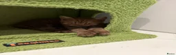 British Shorthair cats for sale: British shorthair Kittens  - Advert 2