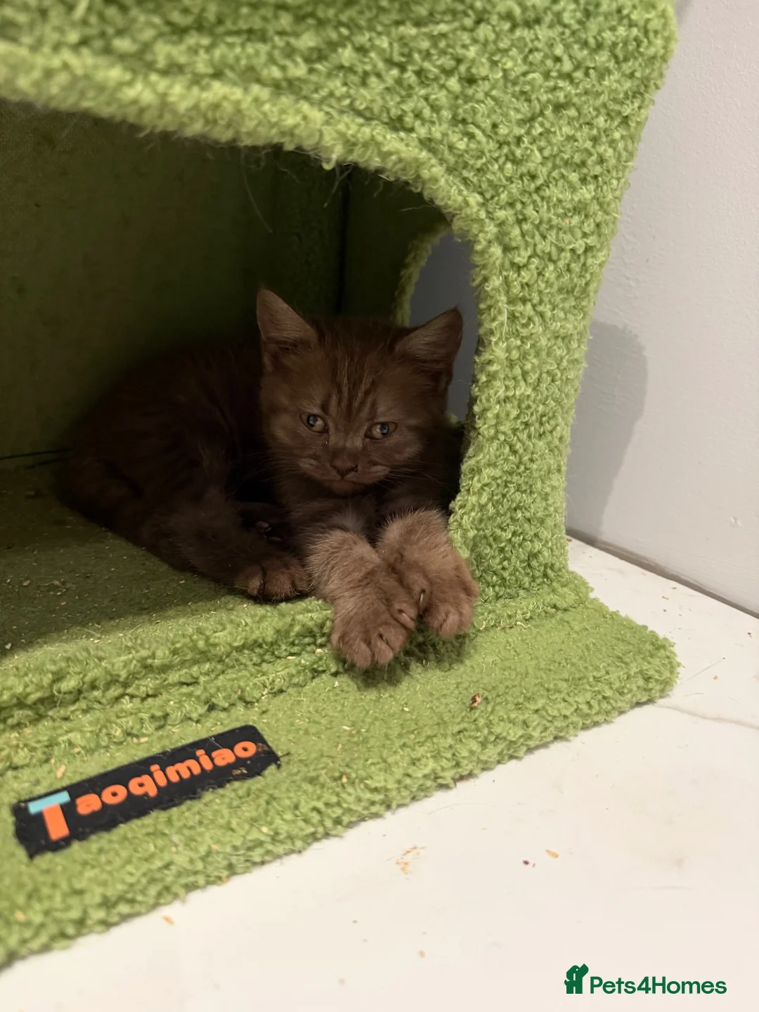British Shorthair cats for sale: British shorthair Kittens  - Advert 2
