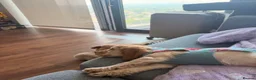 Cocker Spaniel dogs for sale: Cocker Spaniel  in Woking - Advert 5