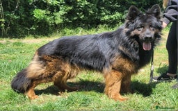 German Shepherd dogs for sale: Superb quality Long coat German Shepherd PuppiesKC - Image 1